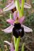 Ophrys catalaunica subsp. magniflora  - Jany Husson