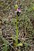 Ophrys catalaunica subsp. magniflora  - Jany Husson