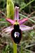 Ophrys catalaunica subsp. magniflora  - Jany Husson