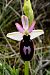 Ophrys catalaunica subsp. magniflora  - Jany Husson