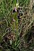 Ophrys catalaunica subsp. magniflora  - Jany Husson