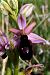 Ophrys catalaunica subsp. magniflora  - Jany Husson