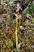 Ophrys catalaunica subsp. magniflora  - Jany Husson
