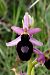 Ophrys catalaunica subsp. magniflora  - Jany Husson