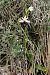 Ophrys catalaunica subsp. magniflora  - Jany Husson