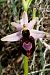 Ophrys catalaunica subsp. magniflora  - Jany Husson
