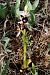 Ophrys catalaunica subsp. magniflora  - Jany Husson