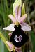 Ophrys catalaunica subsp. magniflora  - Jany Husson