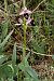 Ophrys catalaunica subsp. magniflora  - Jany Husson