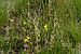 Ophrys scolopax  - Jany Husson