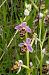 Ophrys scolopax  - Jany Husson