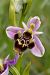 Ophrys scolopax (Ophrys bécasse) © Jany Husson