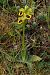 Ophrys lutea  - Jany Husson