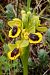 Ophrys lutea (Ophrys jaune) © Jany Husson