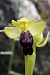 Ophrys sulcata  - Jany Husson