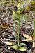Ophrys sulcata  - Jany Husson