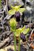 Ophrys sulcata  - Jany Husson