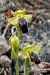 Ophrys sulcata  - Jany Husson
