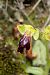 Ophrys sulcata (Ophrys sillonné) © Jany Husson