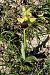 Ophrys vasconica  - Jany Husson