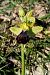 Ophrys vasconica  - Jany Husson