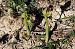 Ophrys vasconica  - Jany Husson