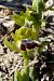 Ophrys vasconica  - Jany Husson