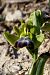 Ophrys vasconica  - Jany Husson