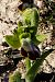 Ophrys vasconica  - Jany Husson