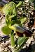 Ophrys vasconica (Ophrys de Gascogne) © Jany Husson