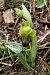 Ophrys vasconica  - Jany Husson