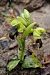 Ophrys vasconica  - Jany Husson