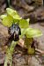 Ophrys vasconica  - Jany Husson