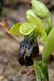 Ophrys vasconica  - Jany Husson