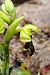 Ophrys vasconica  - Jany Husson