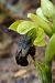 Ophrys vasconica (Ophrys de Gascogne) © Jany Husson