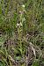 Ophrys scolopax  - Jany Husson