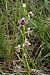 Ophrys scolopax  - Jany Husson