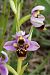 Ophrys scolopax  - Jany Husson
