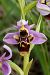 Ophrys scolopax  - Jany Husson
