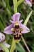 Ophrys scolopax  - Jany Husson