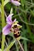 Ophrys scolopax  - Jany Husson