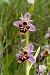 Ophrys scolopax  - Jany Husson