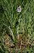 Dactylorhiza maculata subsp. elodes  - Jany Husson