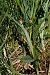 Dactylorhiza maculata subsp. elodes  - Jany Husson