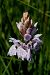 Dactylorhiza maculata subsp. elodes  - Jany Husson