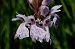 Dactylorhiza maculata subsp. elodes  - Jany Husson
