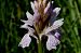 Dactylorhiza maculata subsp. elodes  - Jany Husson