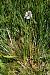 Dactylorhiza maculata subsp. elodes  - Jany Husson