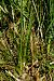 Dactylorhiza maculata subsp. elodes  - Jany Husson
